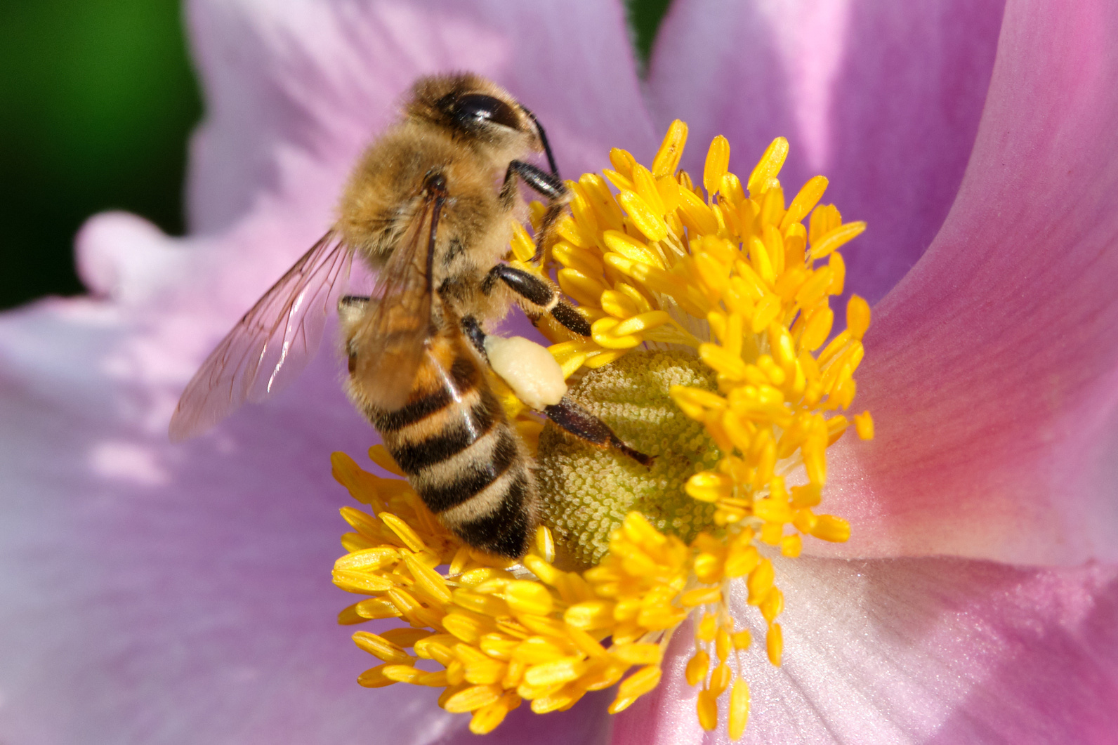 Honigbiene auf Annemone