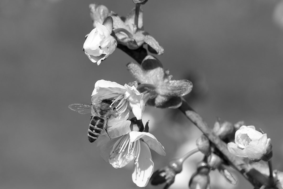 Honigbiene auf Apfelblüte SW
