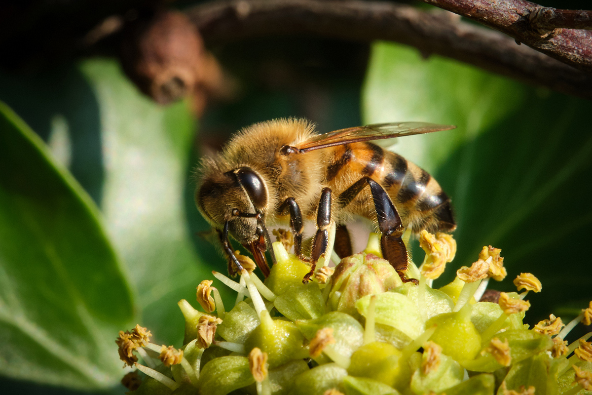 Honigbiene auf Efeublüten