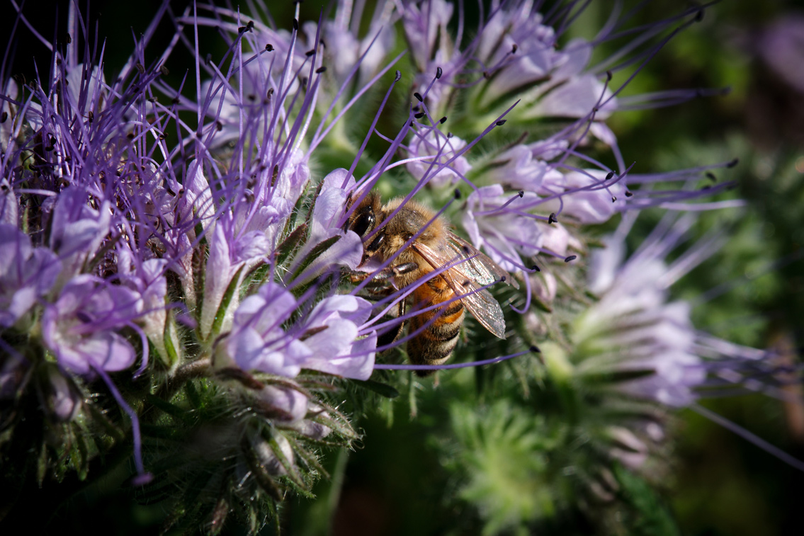 Honigbiene auf Phacelia