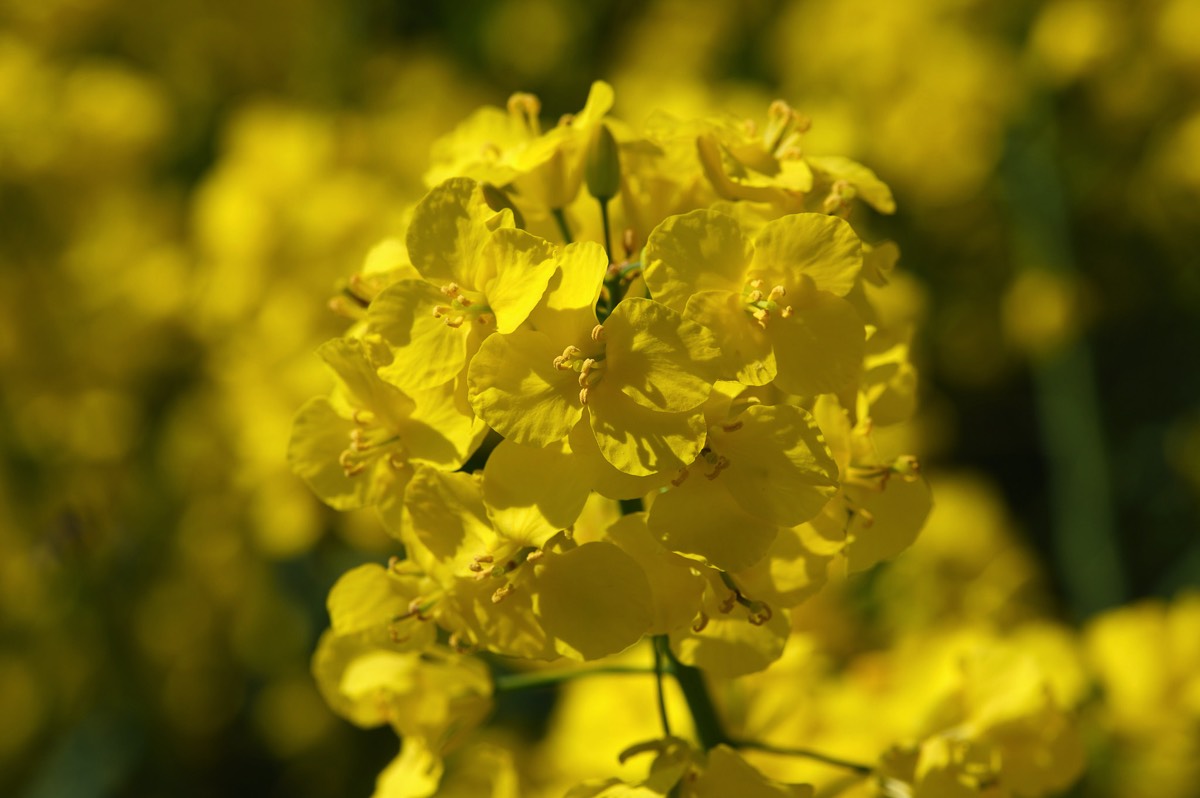 Rapsblüte